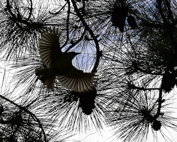 bird in flight thumbnail