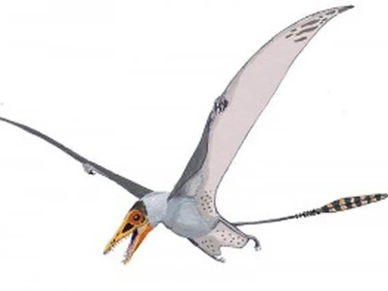 Let's learn about pterosaurs