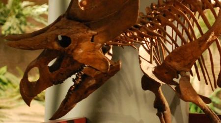 Two-horned face: a reconstruction of Zuniceratops at the Arizona Museum of Natural History