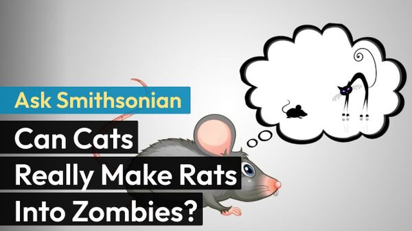 Preview thumbnail for Ask Smithsonian: Can Cats Really Make Rats Into Zombies?