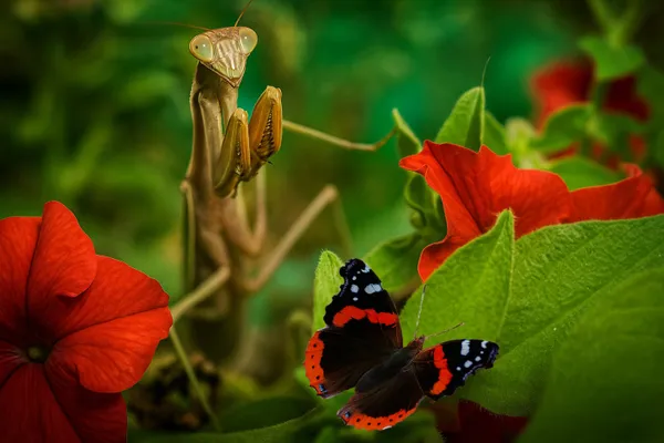 Preying Praying Mantis thumbnail
