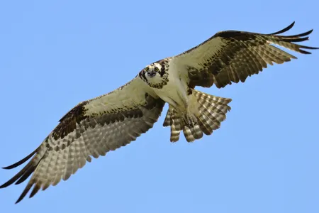 An osprey, commonly called a sea hawk.