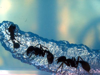 Ants tunneling through a formicarium