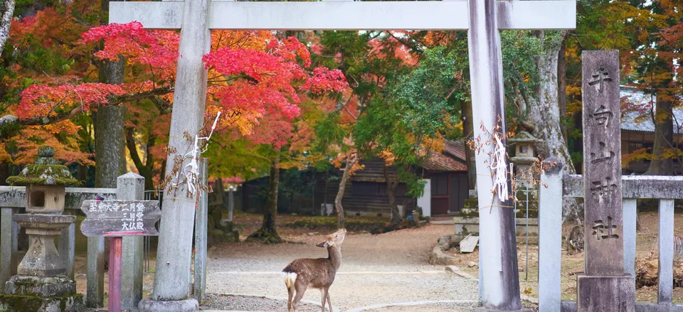 Nara, the ancient capital of Japan 