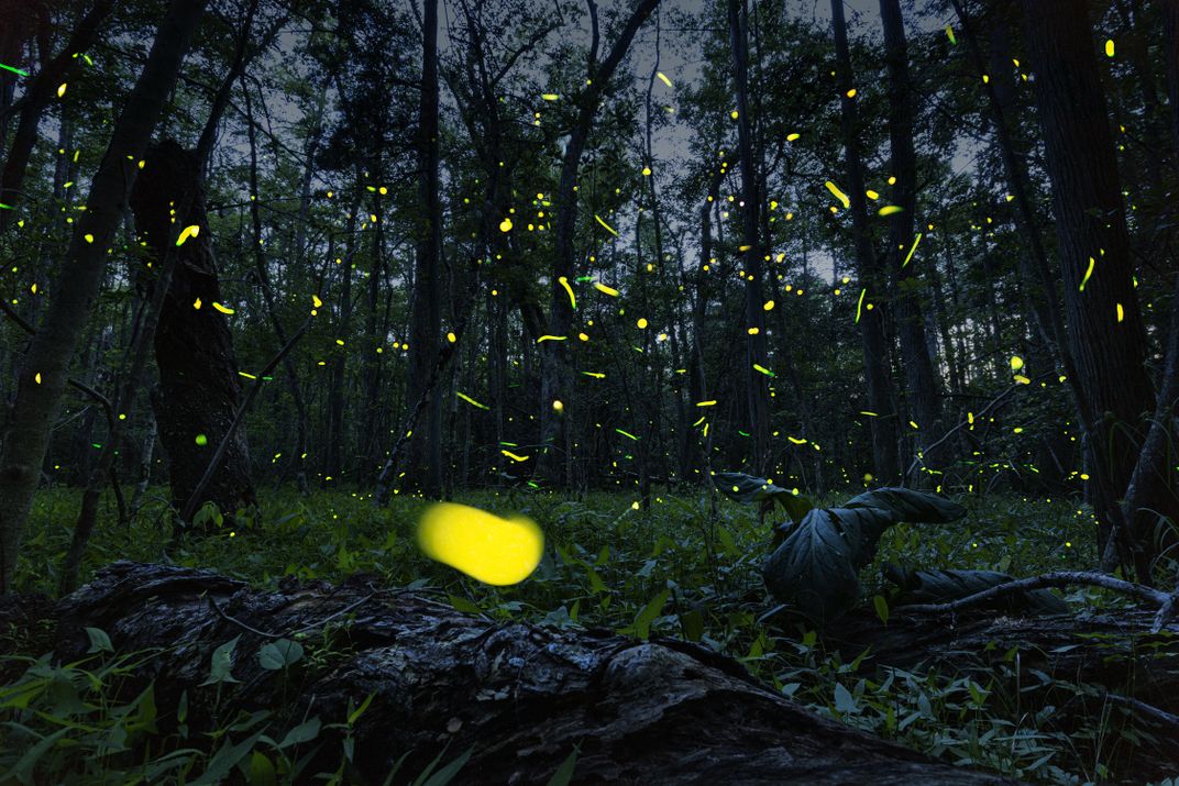 Firefly landscape