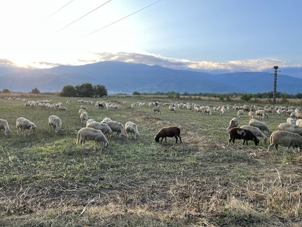 Peacefully grazing thumbnail