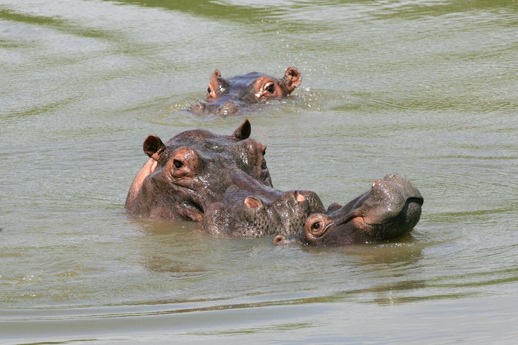 06_27_2014_hippo.jpg