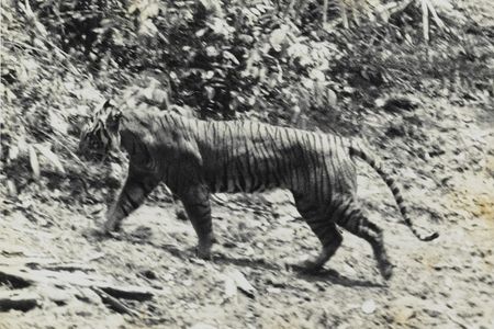 Taken in 1938, this image captures one of the once abundant Javan tigers. Hunting drove the big cats to extinction.