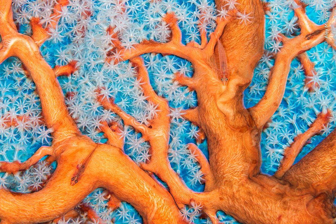 two see-through fish swim amid orange branches of fan coral with anemone-like polyps. one fish has an apparent red bump on its side