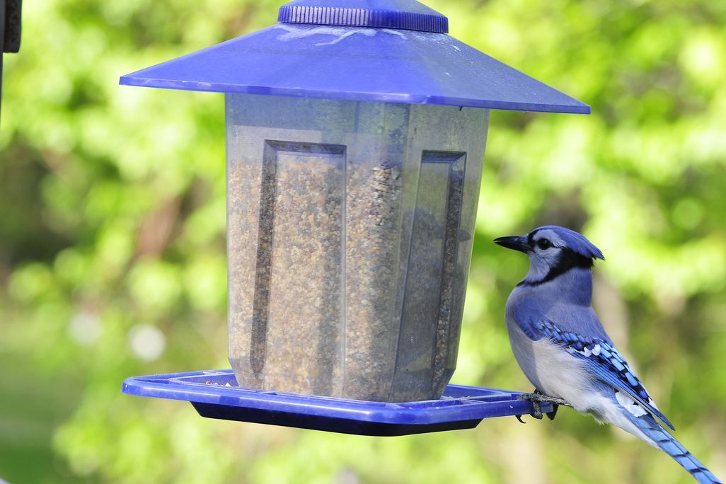Blue jay 