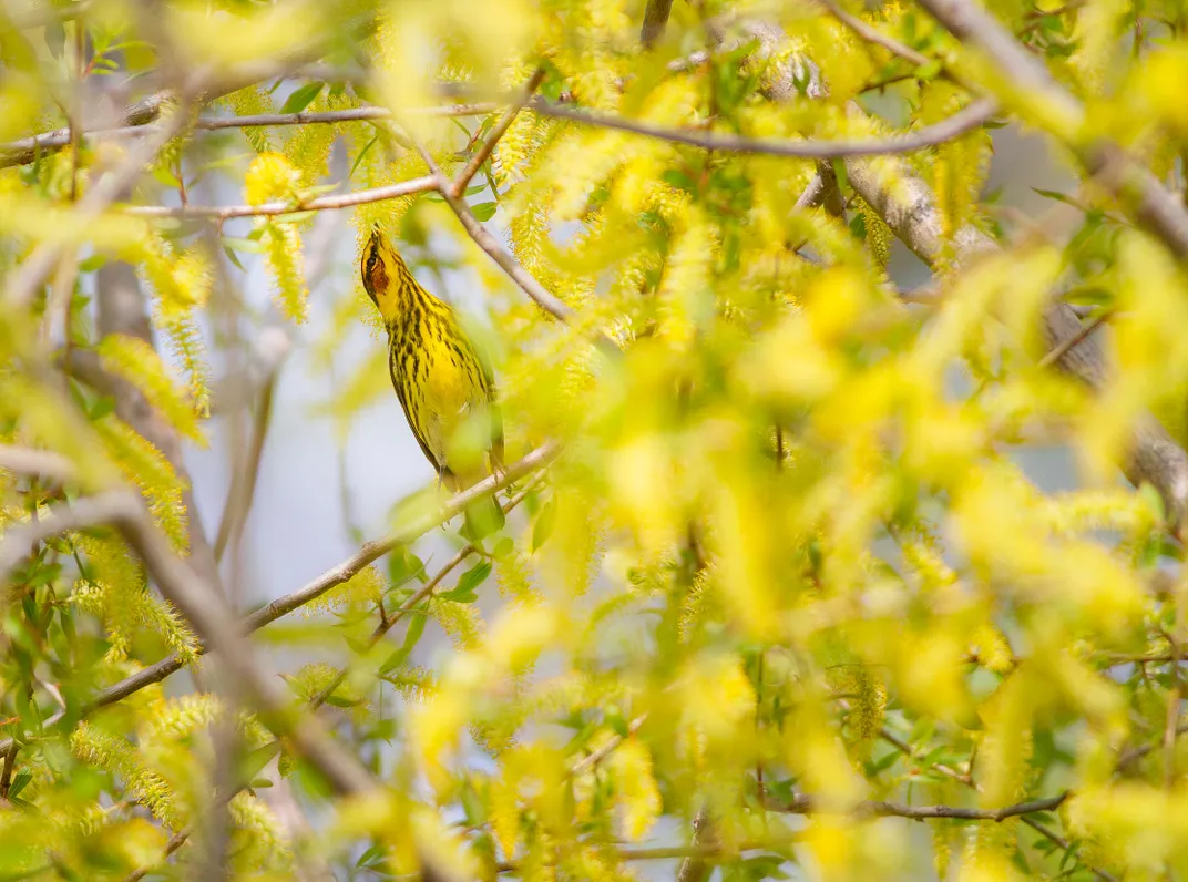Cape May Warbler, Lake Erie