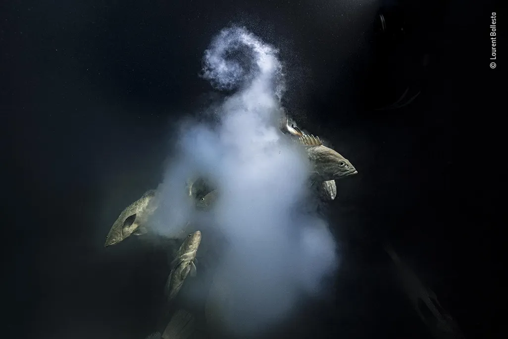 A handful of groupers swarm near a while cloud of gametes against black background