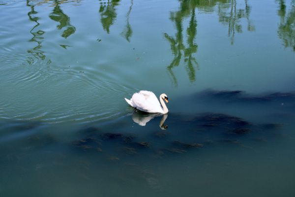 The swan in the lake thumbnail