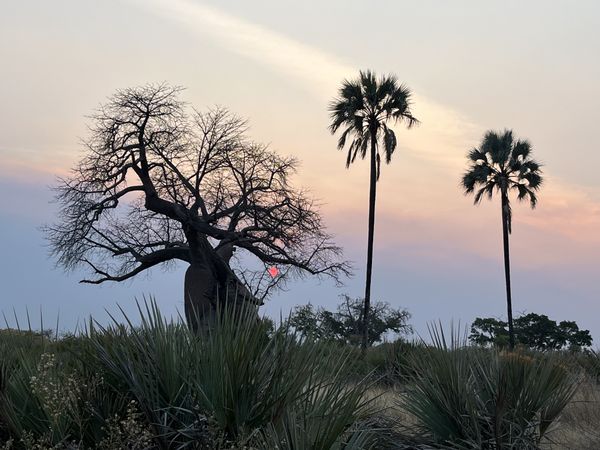 Baobab Sunset thumbnail