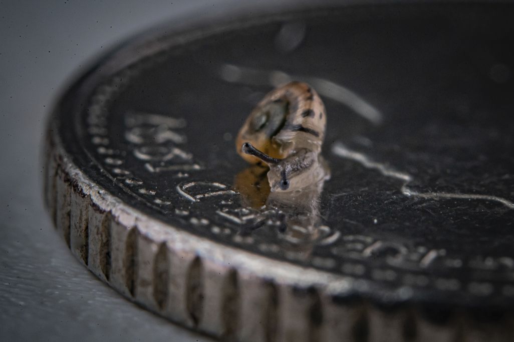 very small snail on a coin