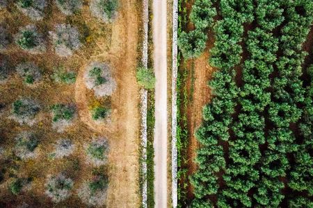 In southern Italy, two varieties of olive trees, some infected with a disease called Xylella fastidiosa, a bacteria carried from tree to tree by a little bug, and some resisting the infection 