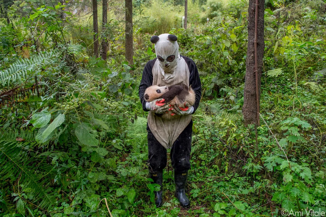 Panda love - slightly scary caretaker in panda suit looks on baby cub
