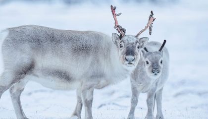 The World’s Smallest Reindeer Get Their Day in the Sun
