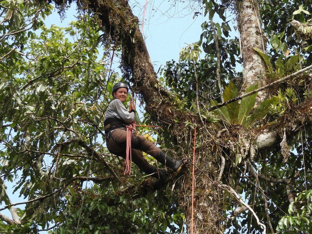 researcher Tremie Gregory climbs high up a tree in Peruvian Amazon rainforest to set up a camera trap