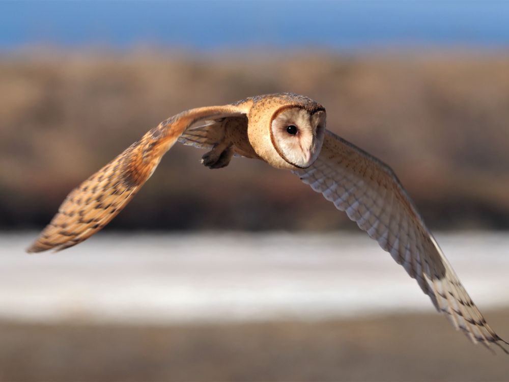 Barn Owl in flight Smithsonian Photo Contest