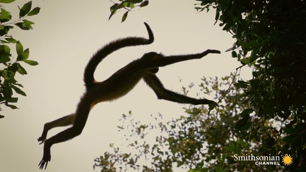 Preview thumbnail for Why Spider Monkeys Only Have Four Fingers