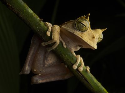 Why Do Poison Dart Frogs 'Tap Dance' With Their Toes? Research