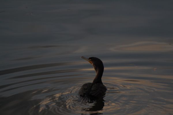 Cormorant on the Water thumbnail