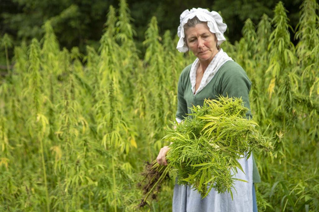 Hemp Harvest