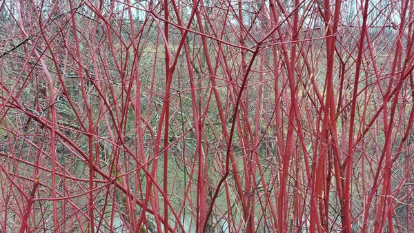 Red Branches in the Woods thumbnail