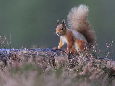 Previous research had found leprosy in modern red squirrels, and genetic analysis suggested the strain was closely related to leprosy found in medieval humans.