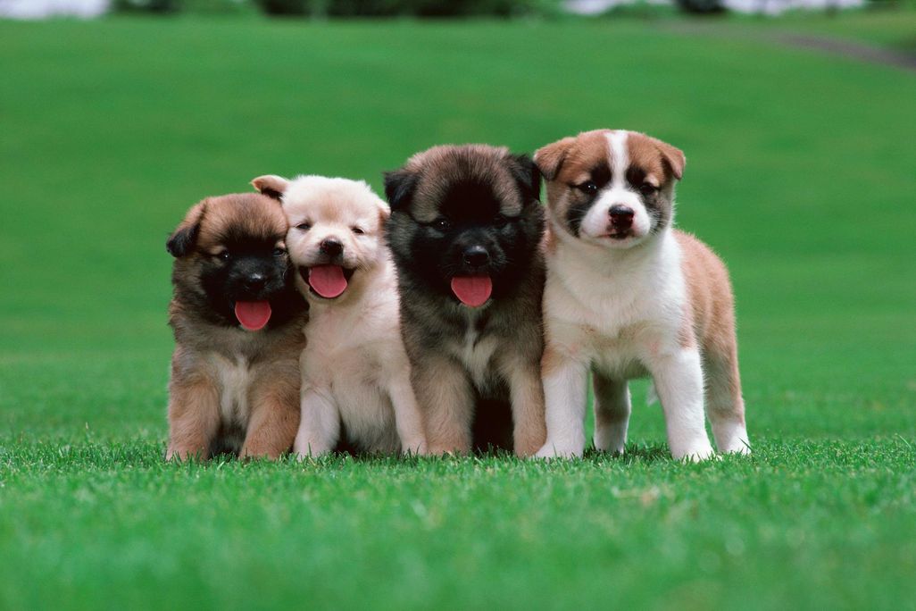 Puppies