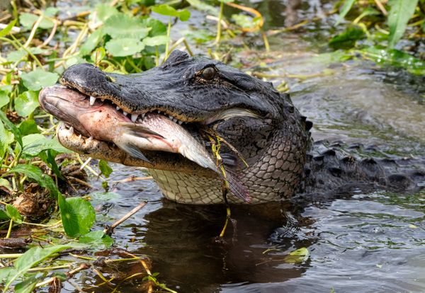 Florida Alligator Grabs a Big Fish thumbnail
