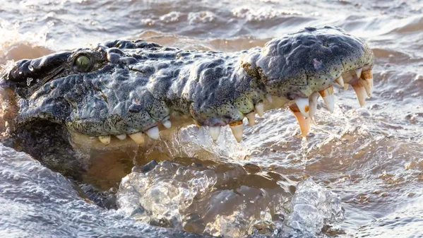 Croc Charge thumbnail