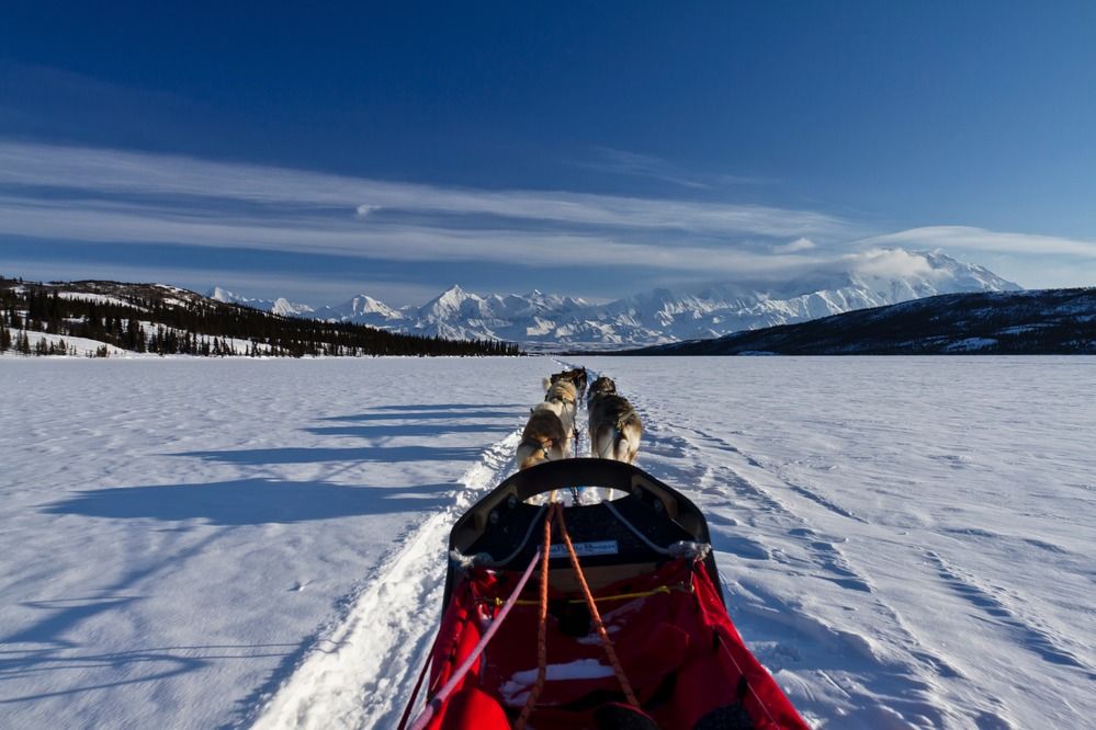 How Denali National Park's Sled Dogs Prepare for Winter