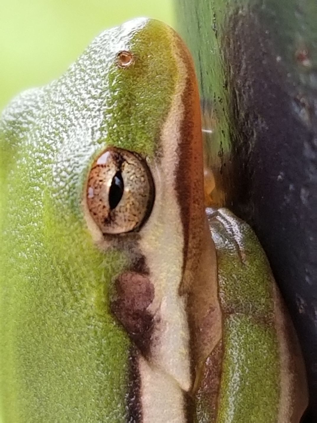 American green tree frog enjoying the morning dew. | Smithsonian Photo ...