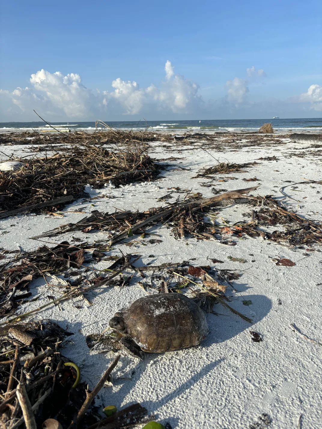 Tortoise on beach with debris