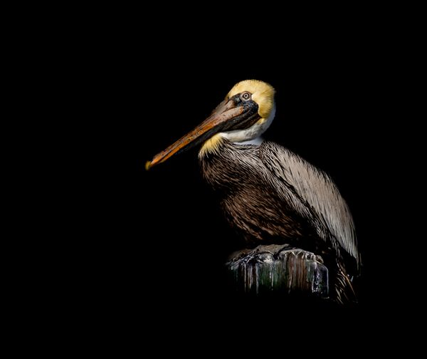 Pelican Portrait thumbnail
