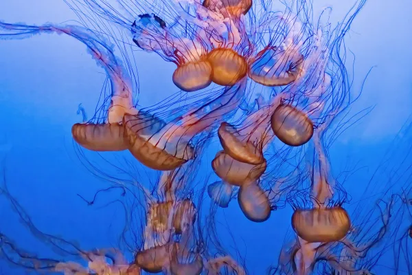 Pacific Sea Nettle at Monterey Bay Aquarium - California thumbnail