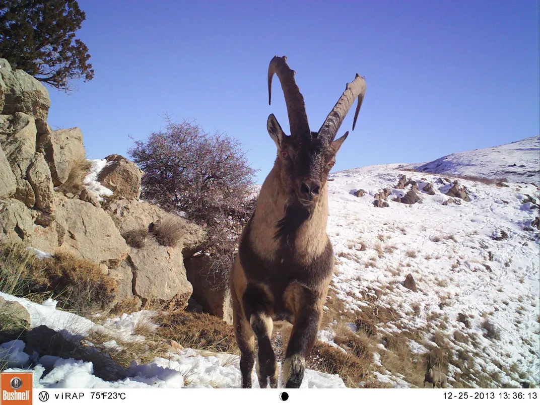 Bezoar goats