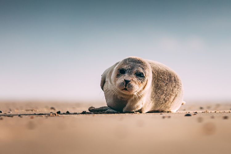 A juvenile harbor seal lies on a beach in the Netherlands.