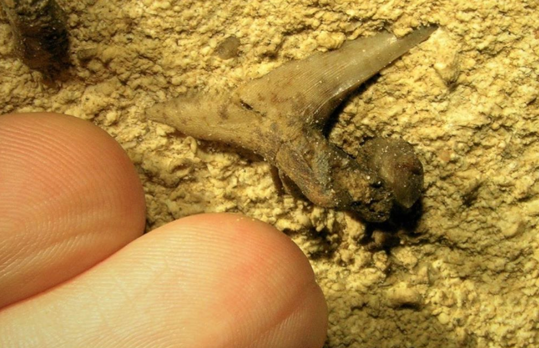 Jaw of 330-Million-Year-Old Shark Discovered in Kentucky Cave | Smart News|  Smithsonian Magazine