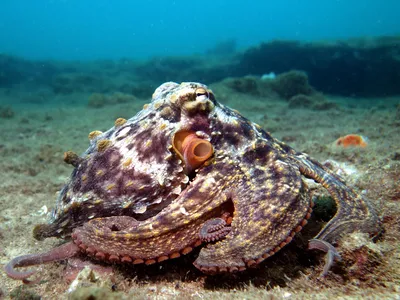 Female octopuses were far more likely than males to 'throw' objects at others. 
