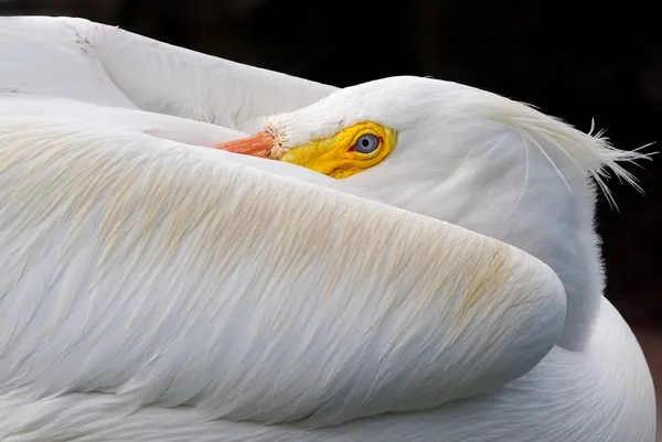 A Restful Moment for a White Pelican thumbnail