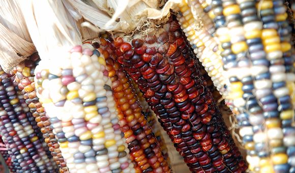 Various cobs of multicolored corn.