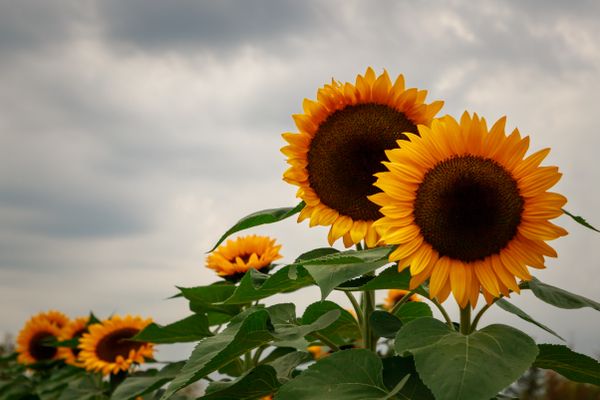 Sunflowers of Hope thumbnail