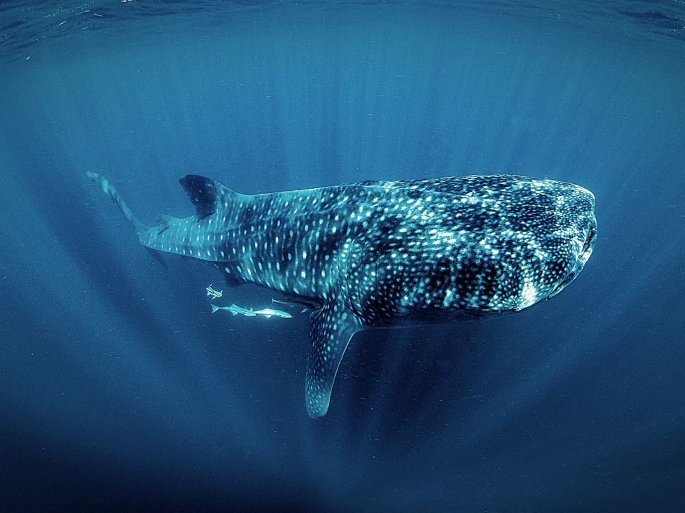 Whale shark