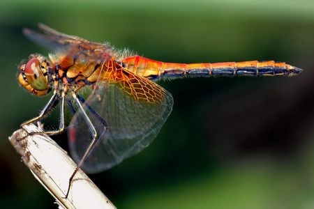 This image shows an about 1.6 inch (4 cm) large male Yellow-winged Darter (Sympetrum flaveolum) from the side