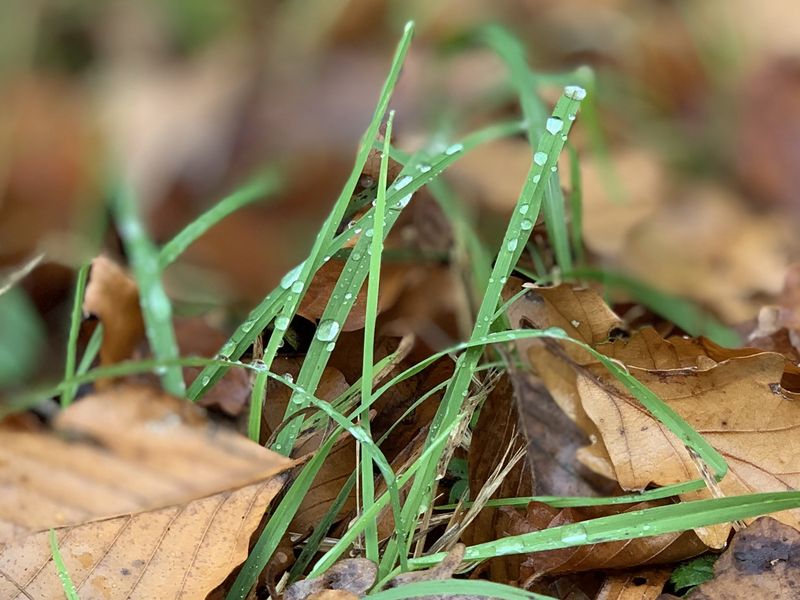 Dew on blades of grass Smithsonian Photo Contest Smithsonian Magazine