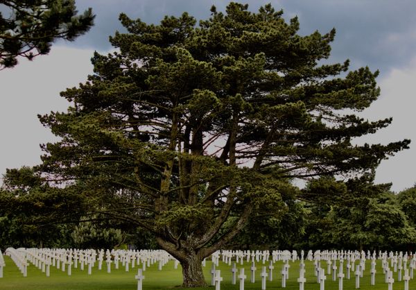 A lone tree at the American Cemetary in Normandy, France. thumbnail