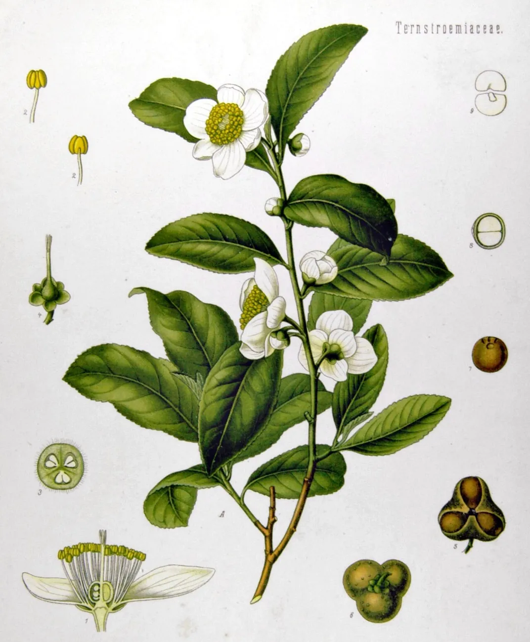 A drawing of the Camellia sinensis plant